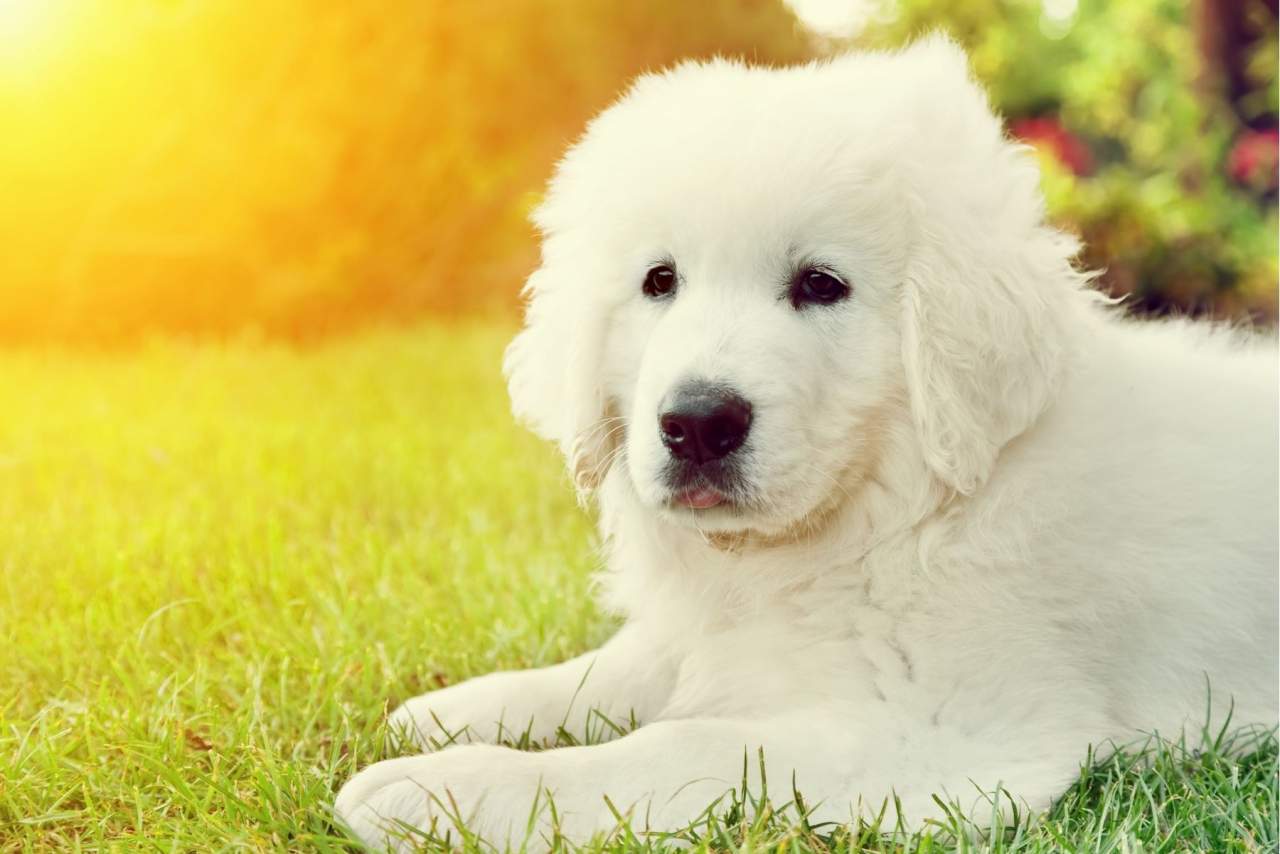 Tratamiento innovador ozonoterapia para animales en Algeciras: Clínica El Estrecho