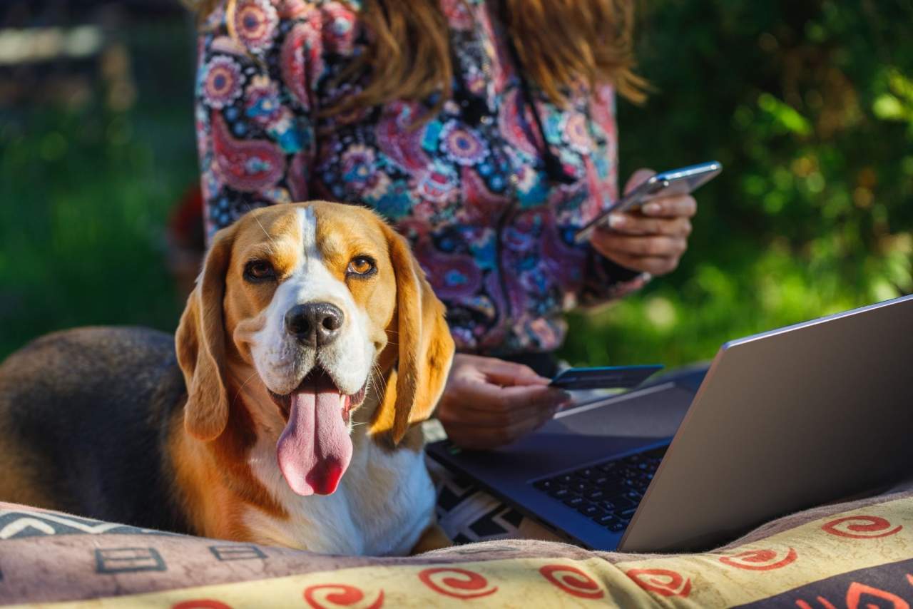 ¿Cómo ayuda el Software veterinario en el día a día de las clínicas? La experiencia de opciones como Petclinic