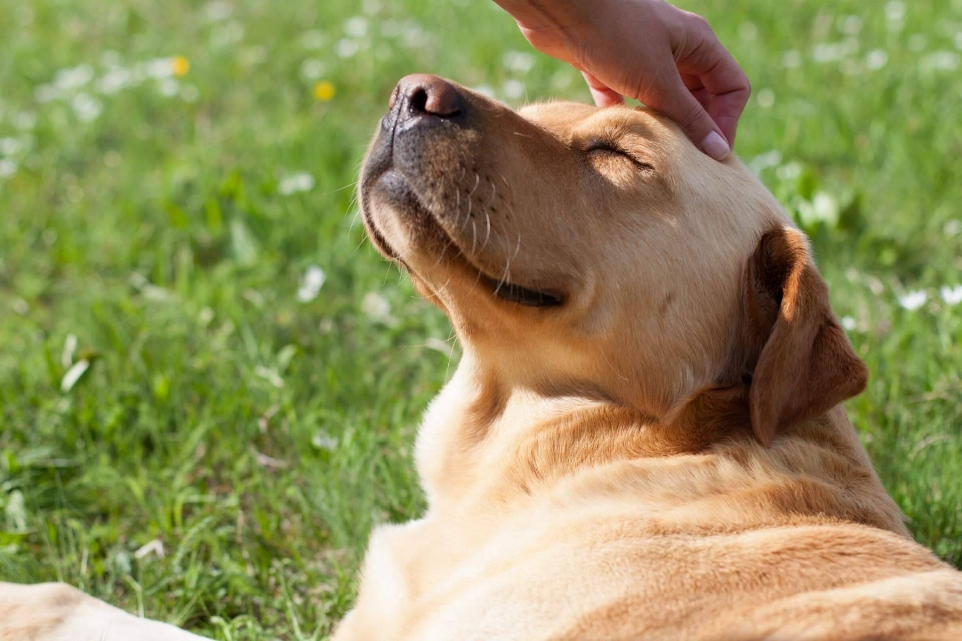 La ozonoterapia en animales es eficaz para el tratamiento de ciertas patologías según los profesionales de la clínica veterinaria El Estrecho