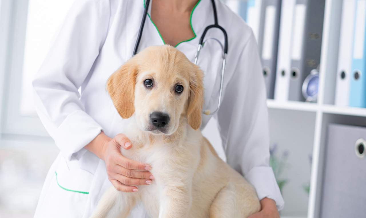 Clínica Veterinaria El Estrecho: ¿en qué consiste la ozonoterapia?