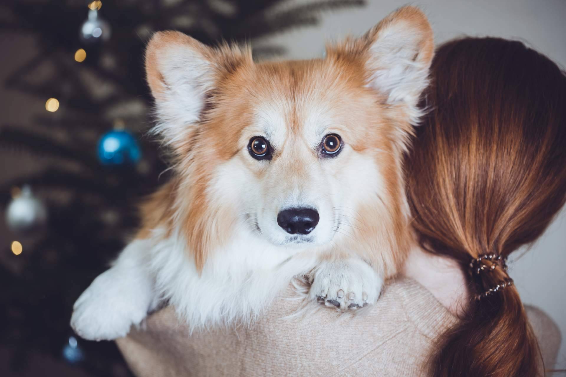 ¿Regalar una mascota para Navidad?