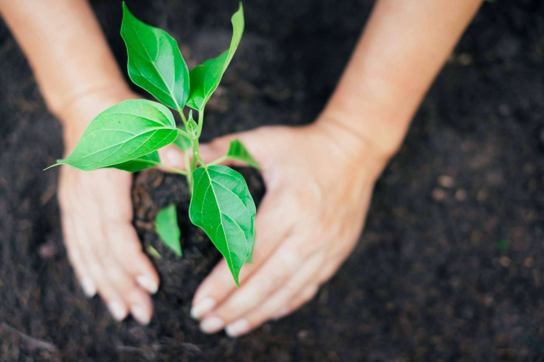 GreenAir, el dispositivo innovador que utiliza energía renovable para limpiar la contaminación del aire y obtener tokens