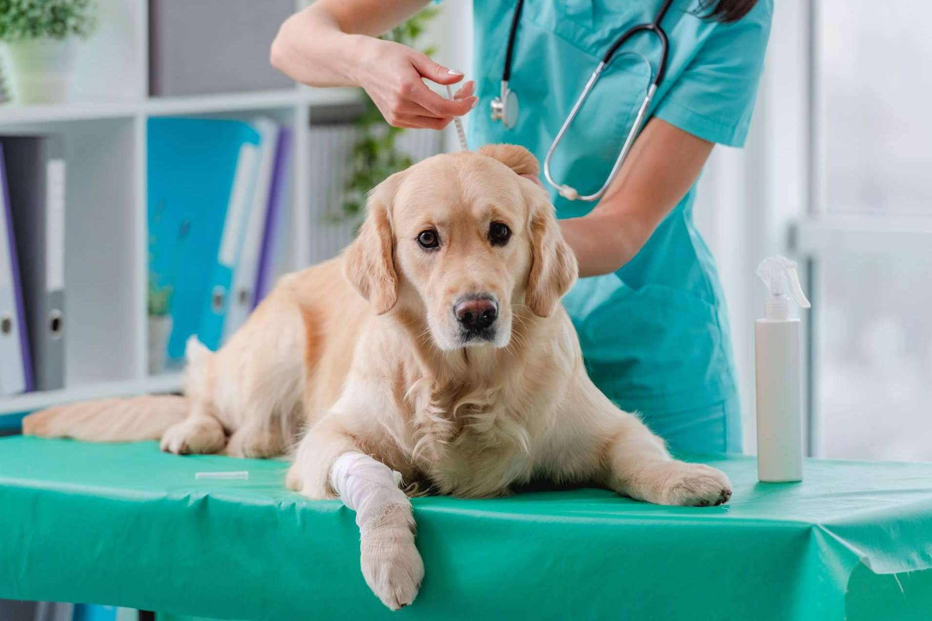 El servicio profesional de la Clínica Veterinaria del Valle, donde se preocupan por la salud de las mascotas