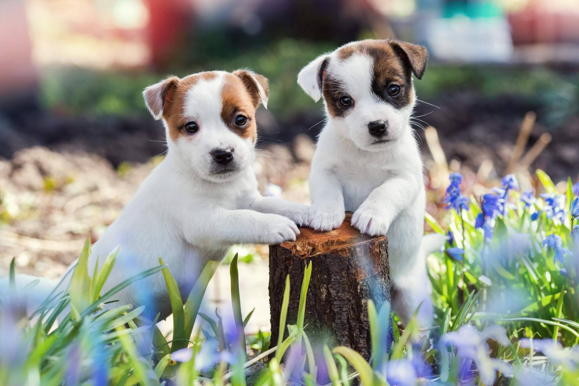 101 Cachorros garantiza una buena práctica en cuidados y buen trato con los clientes