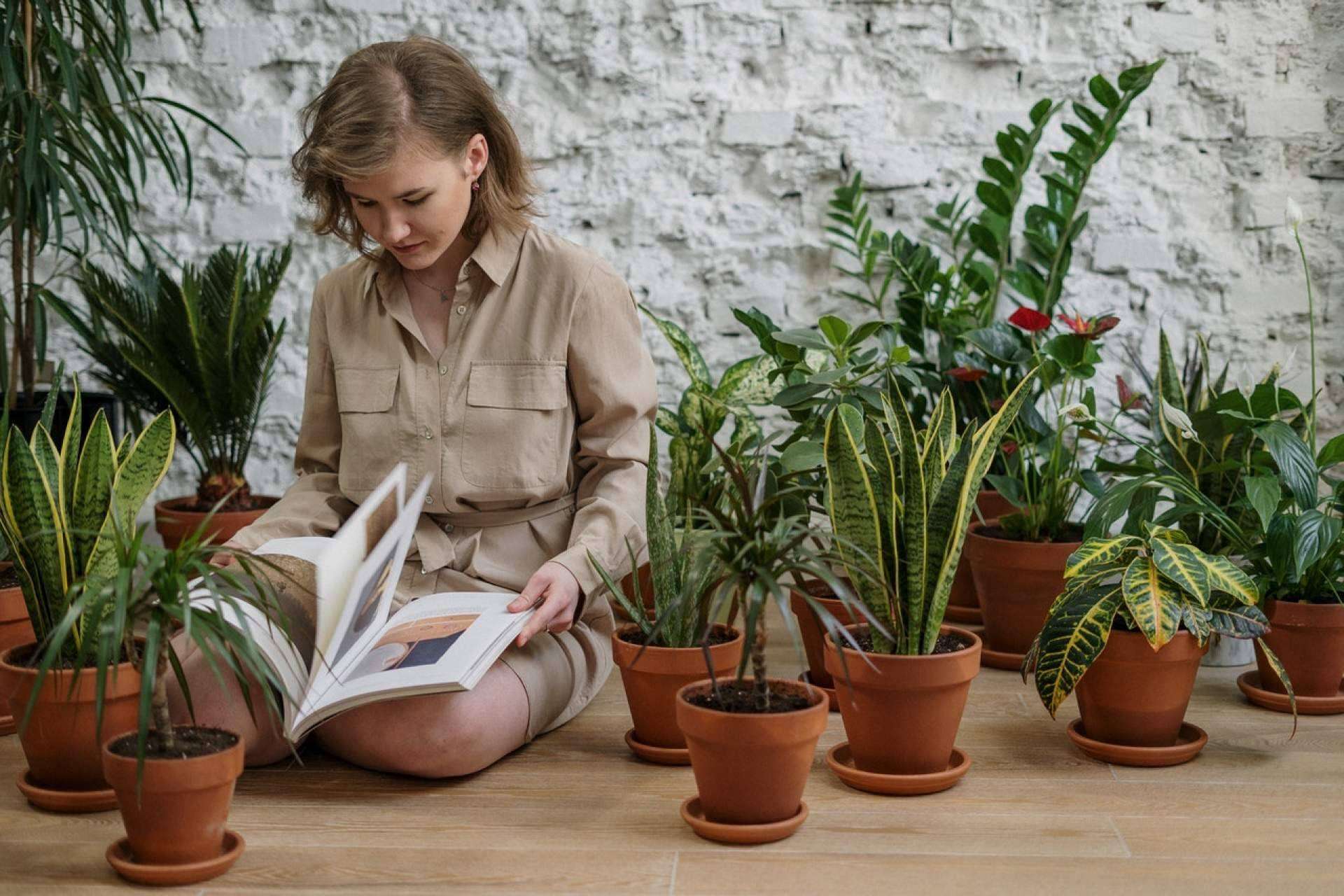 Una formación en fitoterapia para aprender todo sobre las plantas medicinales y sus usos