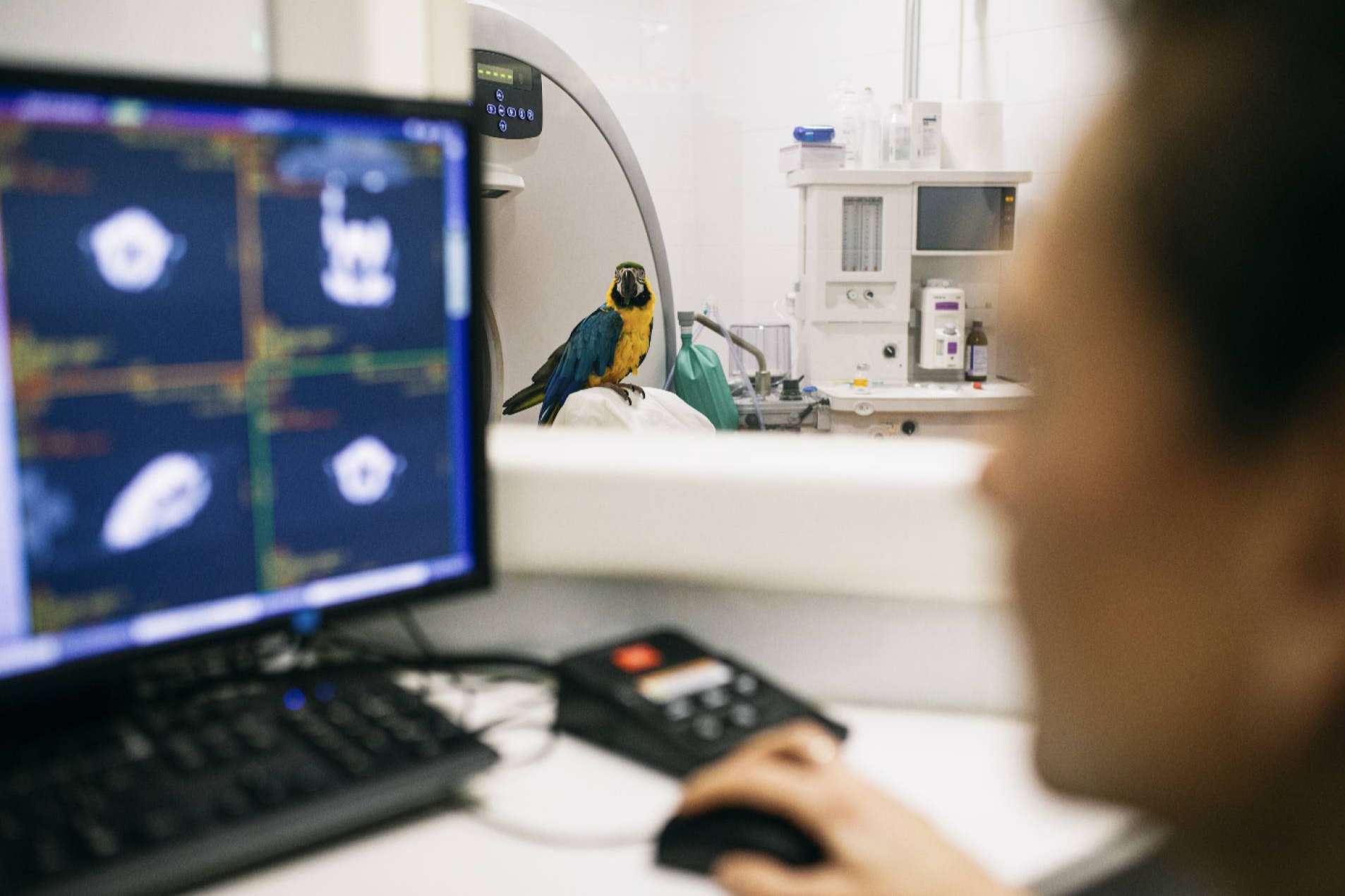 El Hospital Veterinario El Bosque se moviliza para ofrecer ayuda a los animales de Ucrania