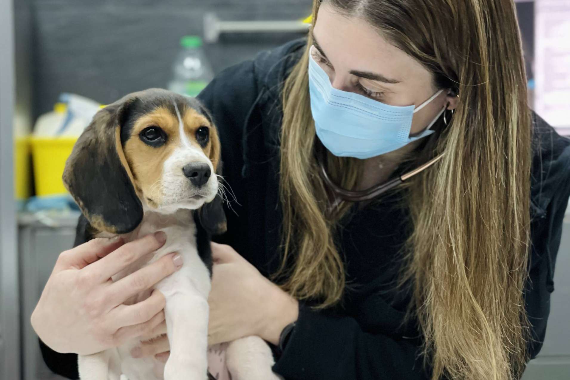 El Hospital Veterinario El Bosque toma medidas para fomentar la tenencia responsable de animales ante la creciente tasa de abandono