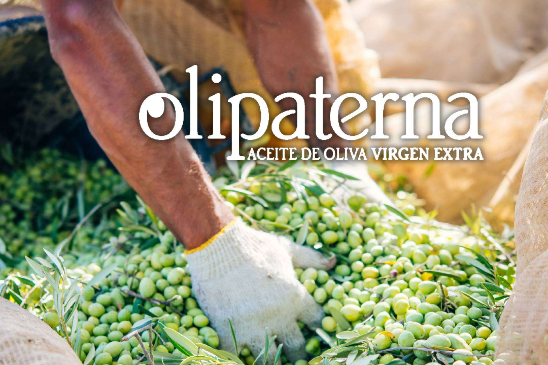 Olipaterna explica las diferencias entre el AOVE y el aceite de oliva virgen