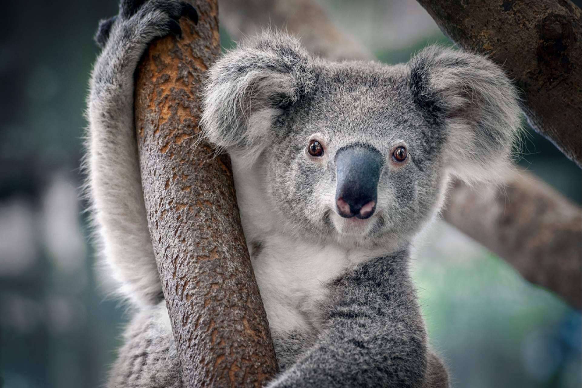 Australia Study España ofrece asesoramiento para becas, másteres y grados en Australia