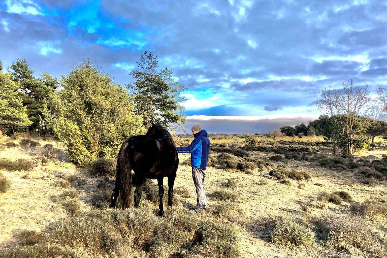 PNL asistida con caballos en libertad con Aura
