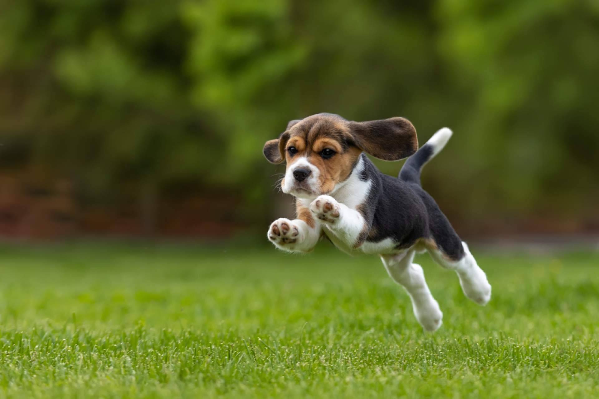 Todo lo que hay que saber sobre el cuidado de un cachorro, con tiendacachorro.es