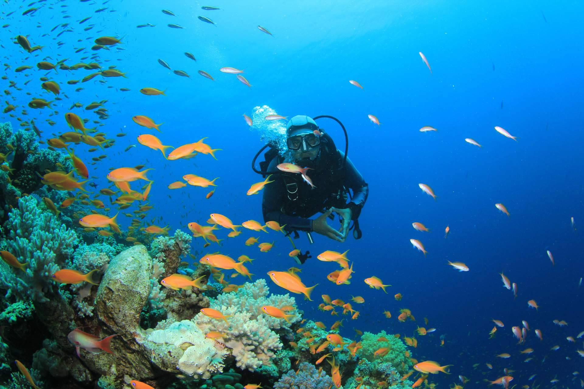 Encontrar y reservar bautizos de buceo, viajes, cursos e inmersiones con Diveasapp