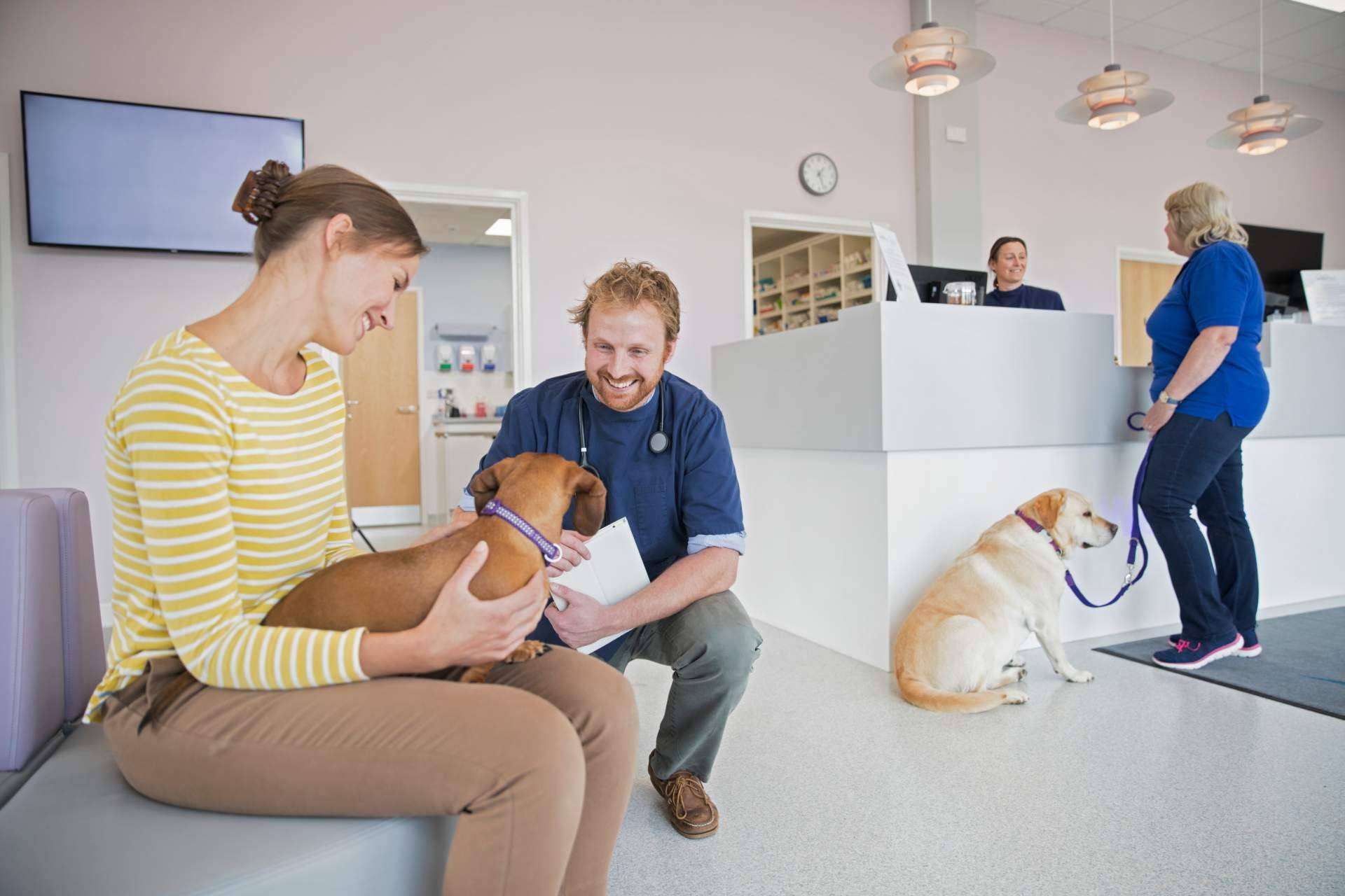 Barkibu presenta los seguros de mascotas para perros y gatos