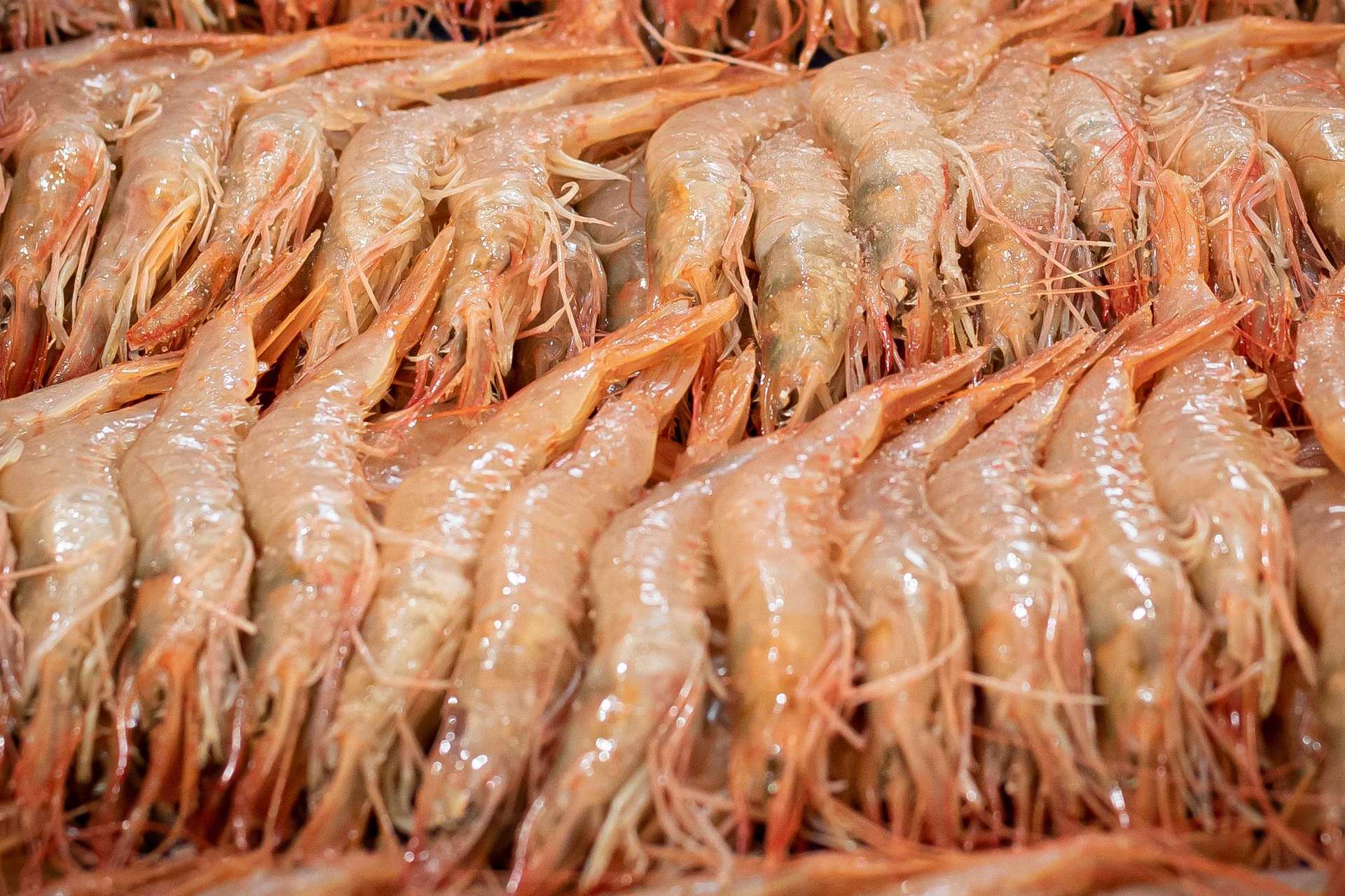 ¿Por qué la empresa Lonja de Ayamonte es tan reconocida en la venta de la Gamba Blanca de Huelva?