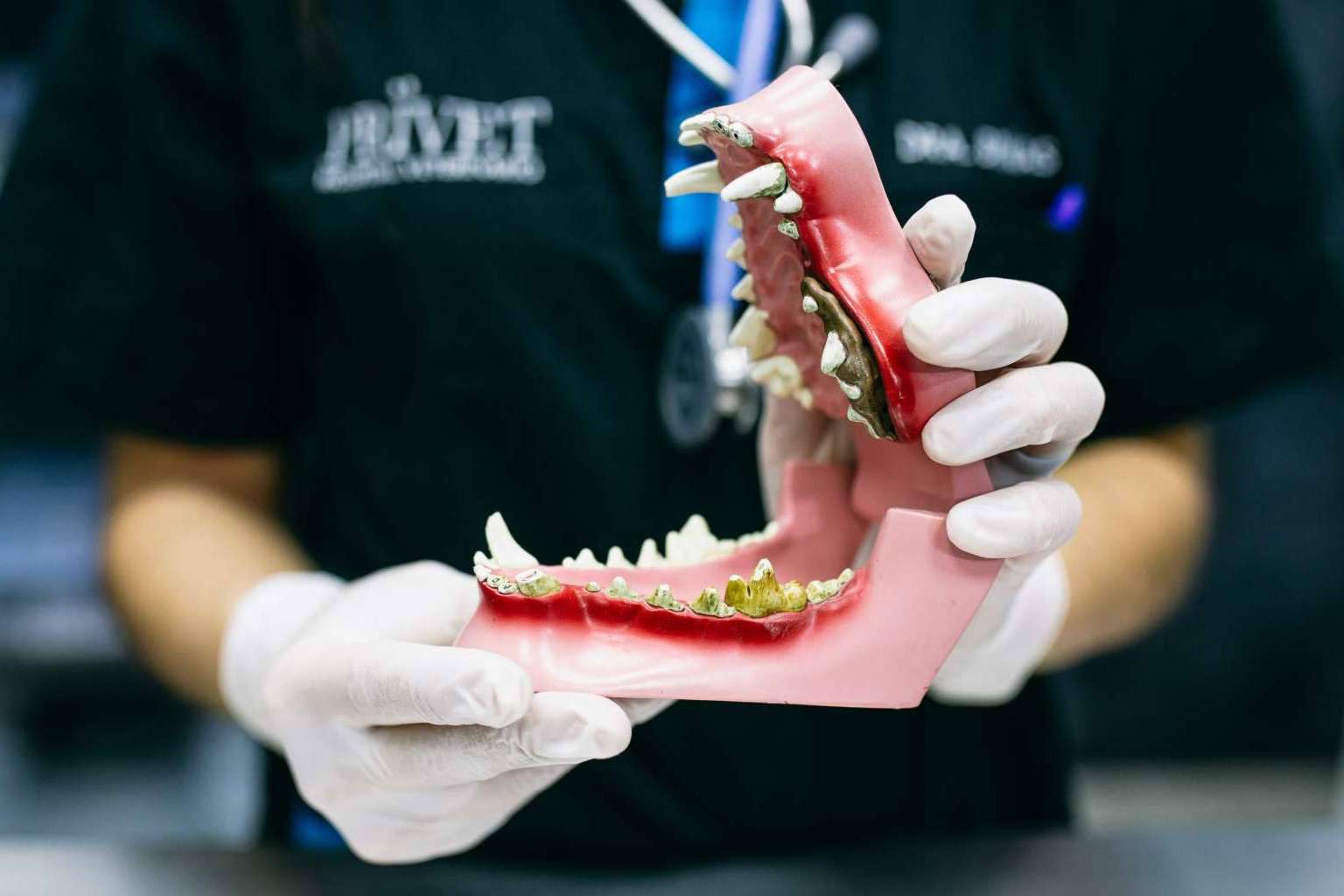 El Hospital Veterinario El Bosque ofrece servicio de limpieza dental en perros