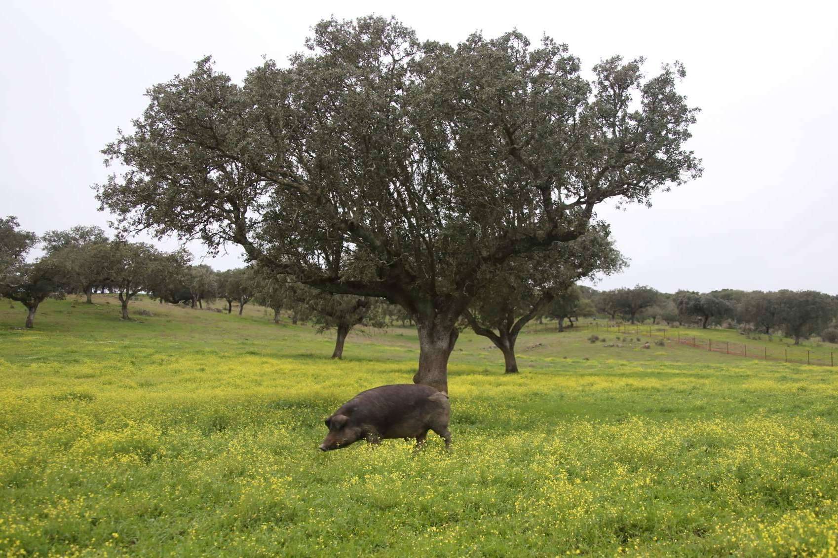 Don Ibérico es una empresa sostenible de jamón de bellota de calidad