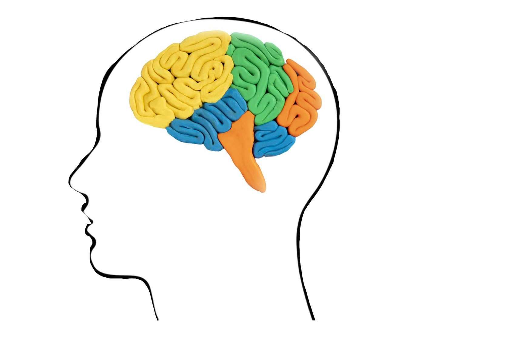 Favorecer la plasticidad cerebral con los productos de Store Naturopatía