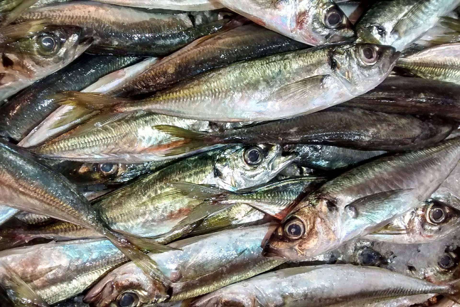 Uno de los mejores jureles a la puerta de casa, Lonja de Ayamonte
