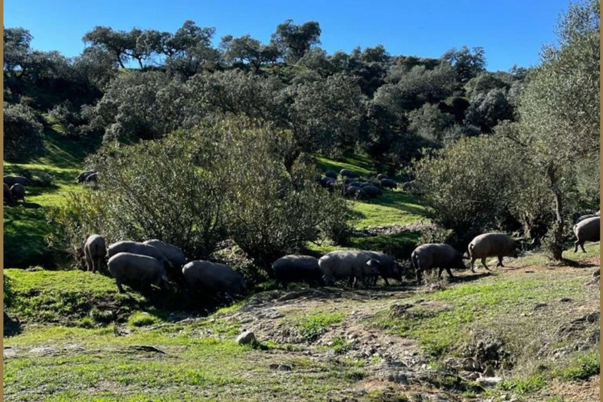 Ovipor, productos ibéricos y bienestar animal