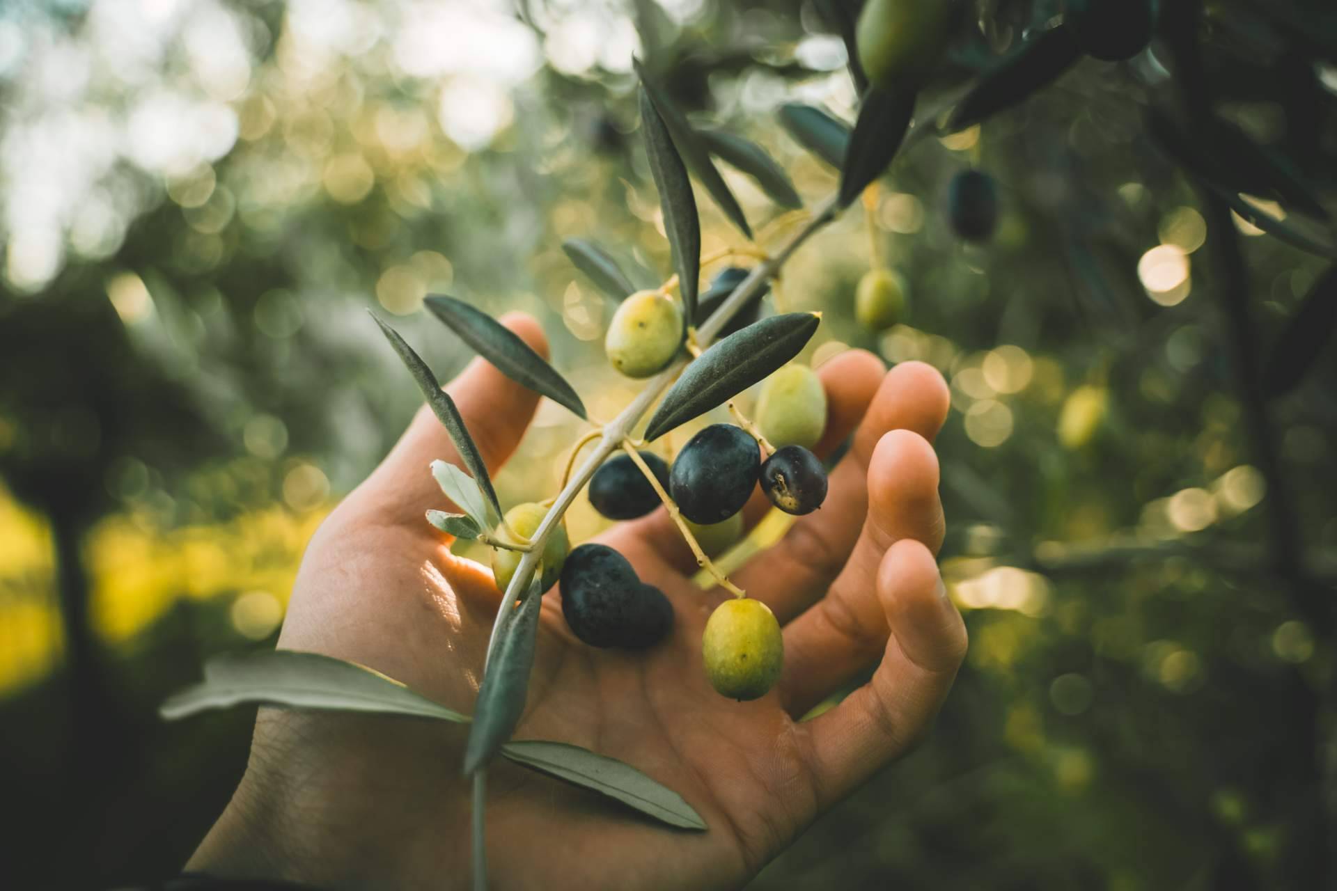 El consumo de aceite de oliva virgen extra en Alemania