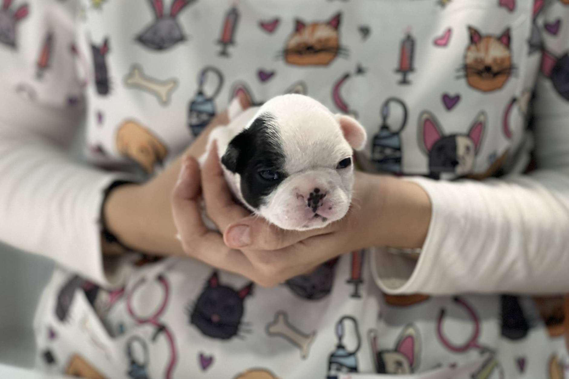 ¿Nuevo miembro en la familia? Cuidado de la salud de las mascotas con Hospital Veterinario El Bosque