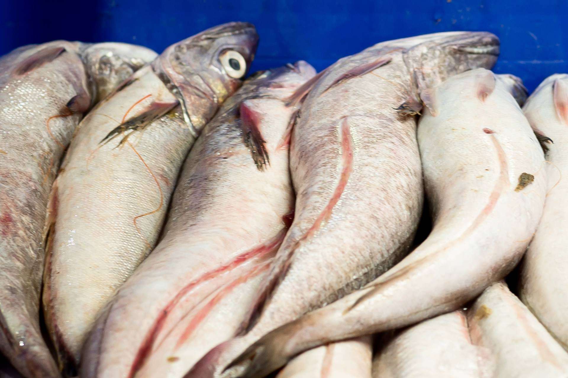 Las últimas novedades del pescado de lonja de Lonja de Ayamonte