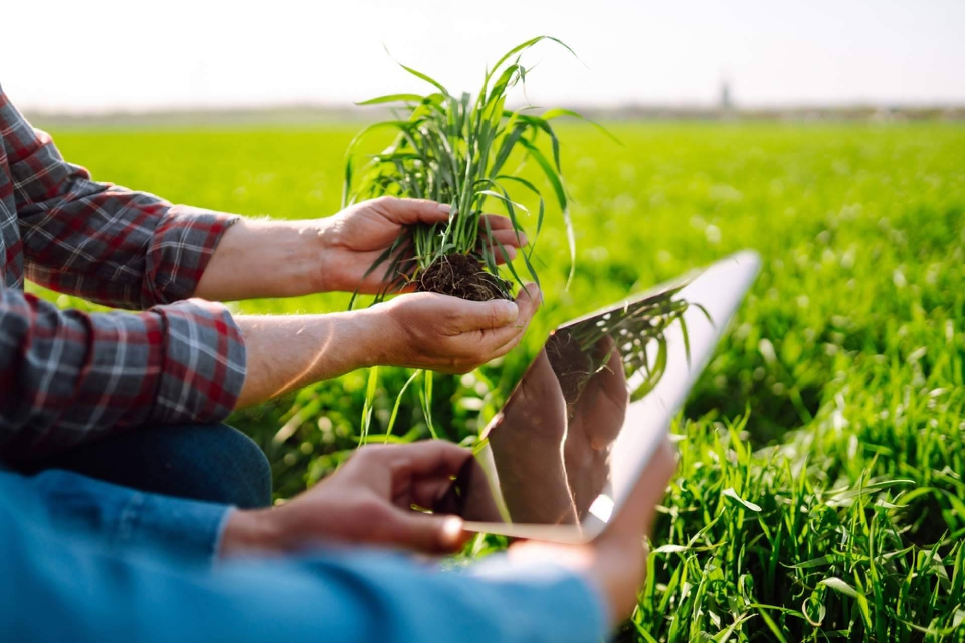 Fitovademécum, la plataforma para mantenerse al día con las fichas oficiales del Ministerio de Agricultura