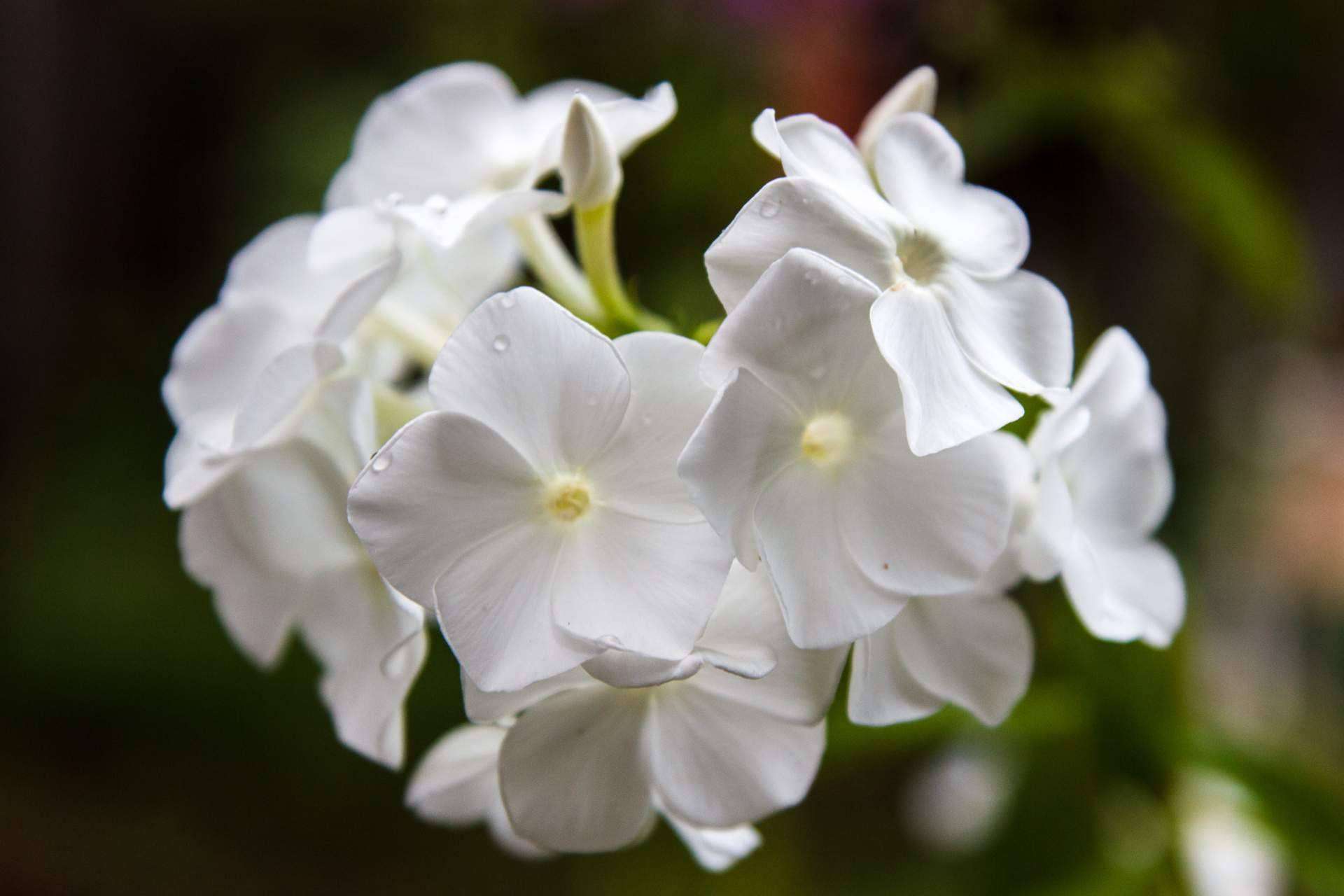 Venta de paniculata blanca en Rosistirem