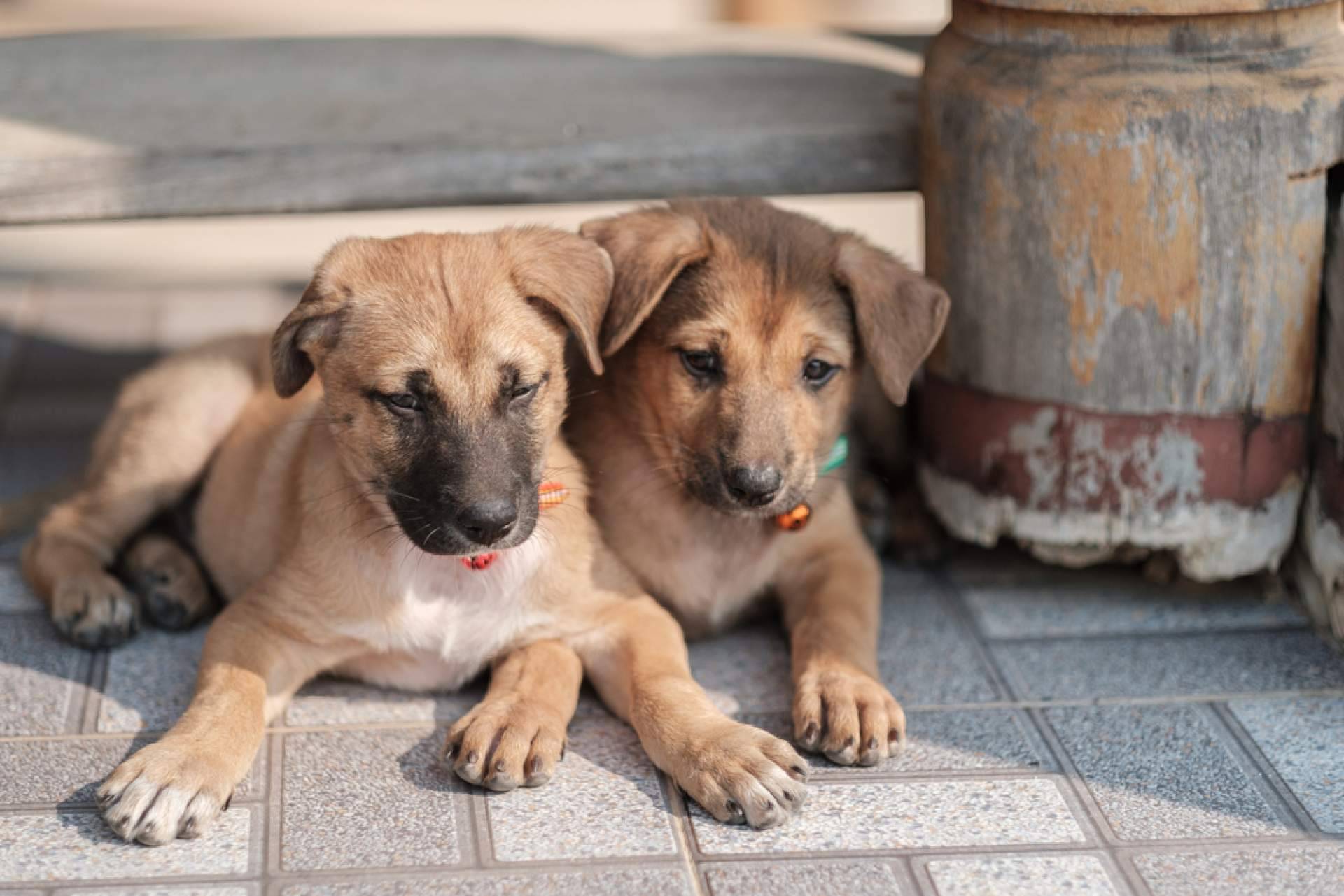 ¡ADOPTA, la plataforma gratuita que conecta con el compañero peludo ideal!