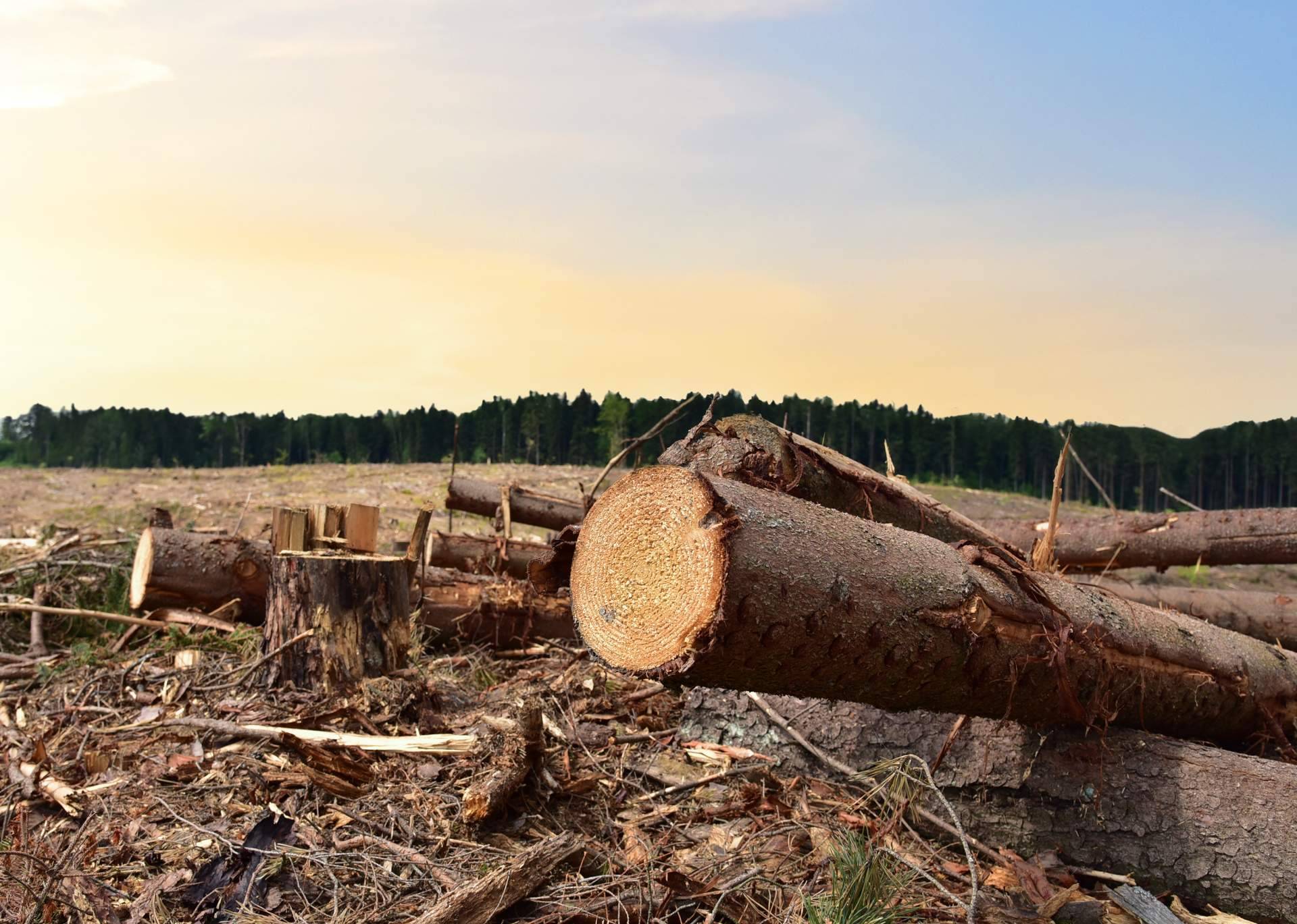 Noticias Ambientales genera conciencia sobre las especies emblemáticas en peligro de extinción