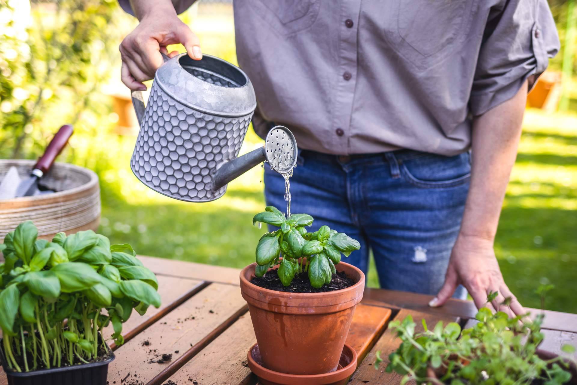 Cómo cuidar las plantas en verano, con Rosistirem