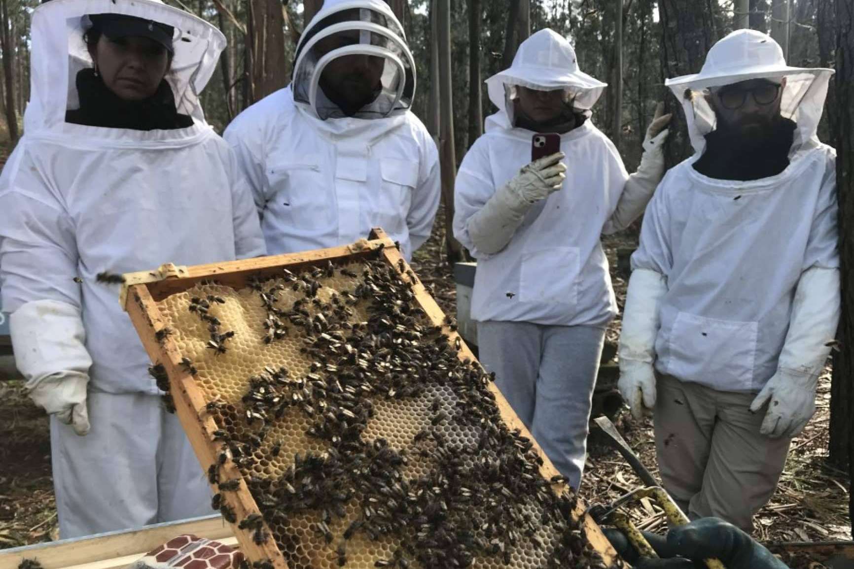 ¿En qué consiste la polinización de las abejas?, con Cursos Apicultura