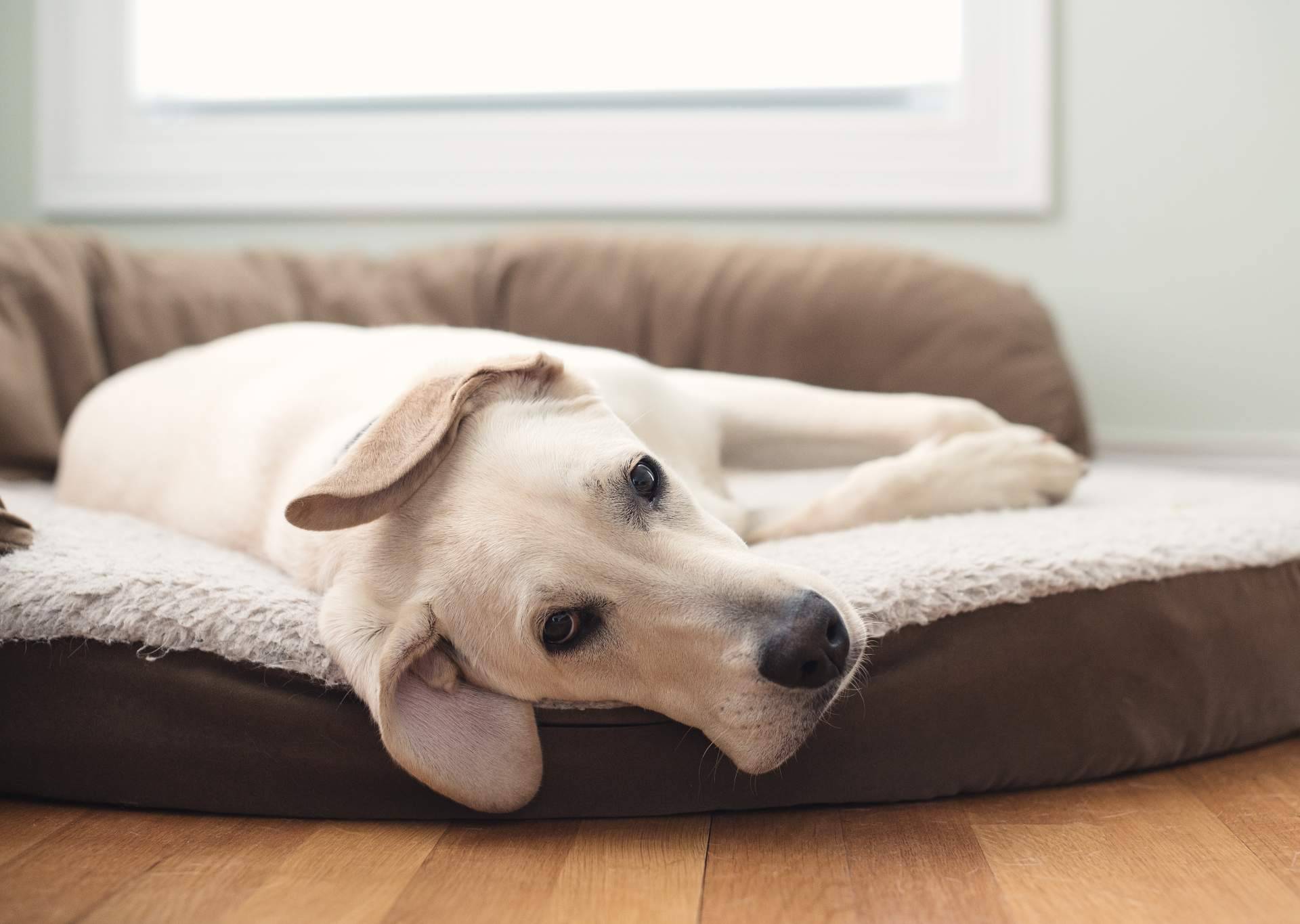 ¿Es recomendable el uso de camas para perros?, por Deluxe13