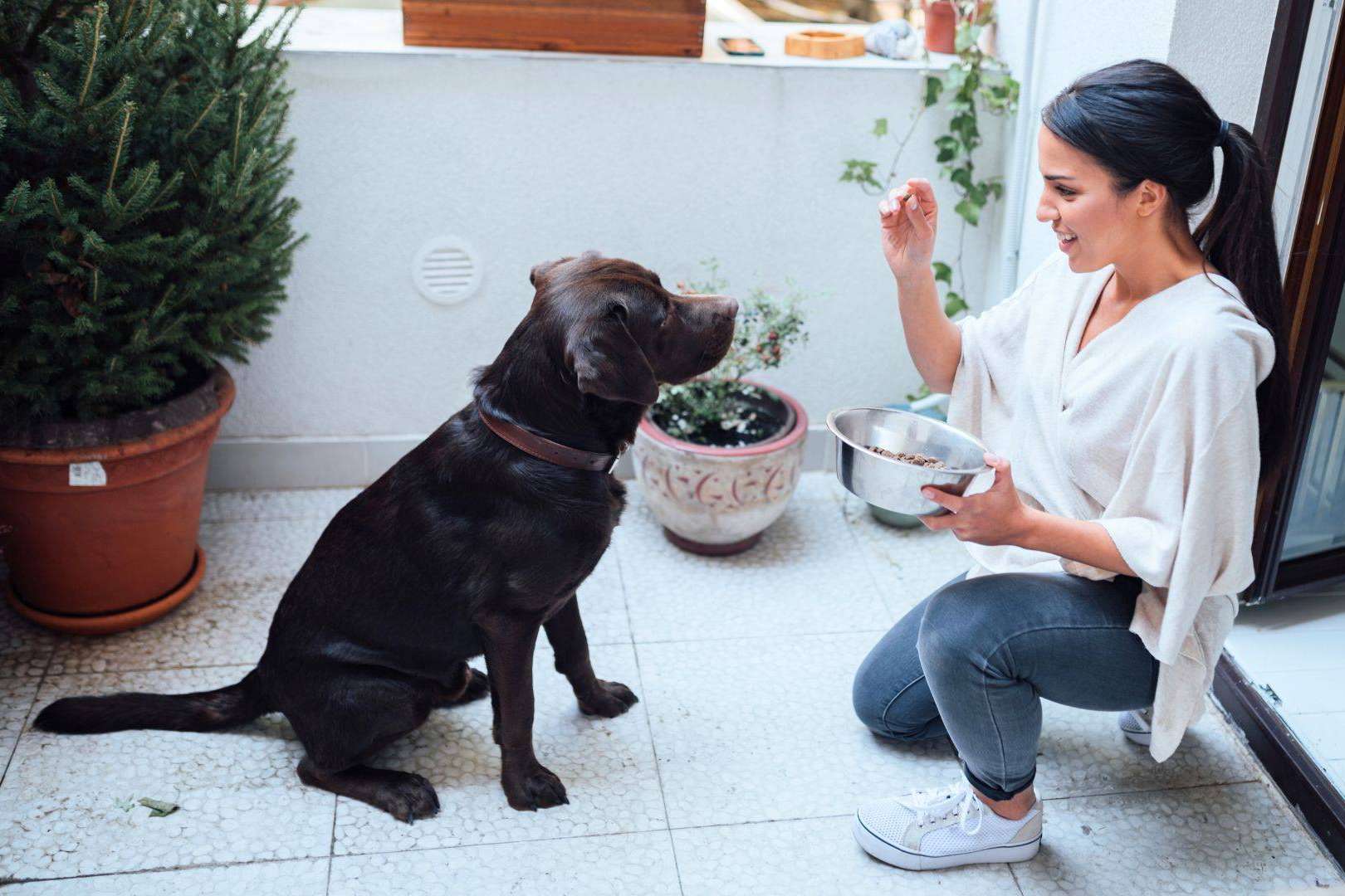 Cumplir la nueva Ley de Bienestar Animal con el seguro de VetEasy