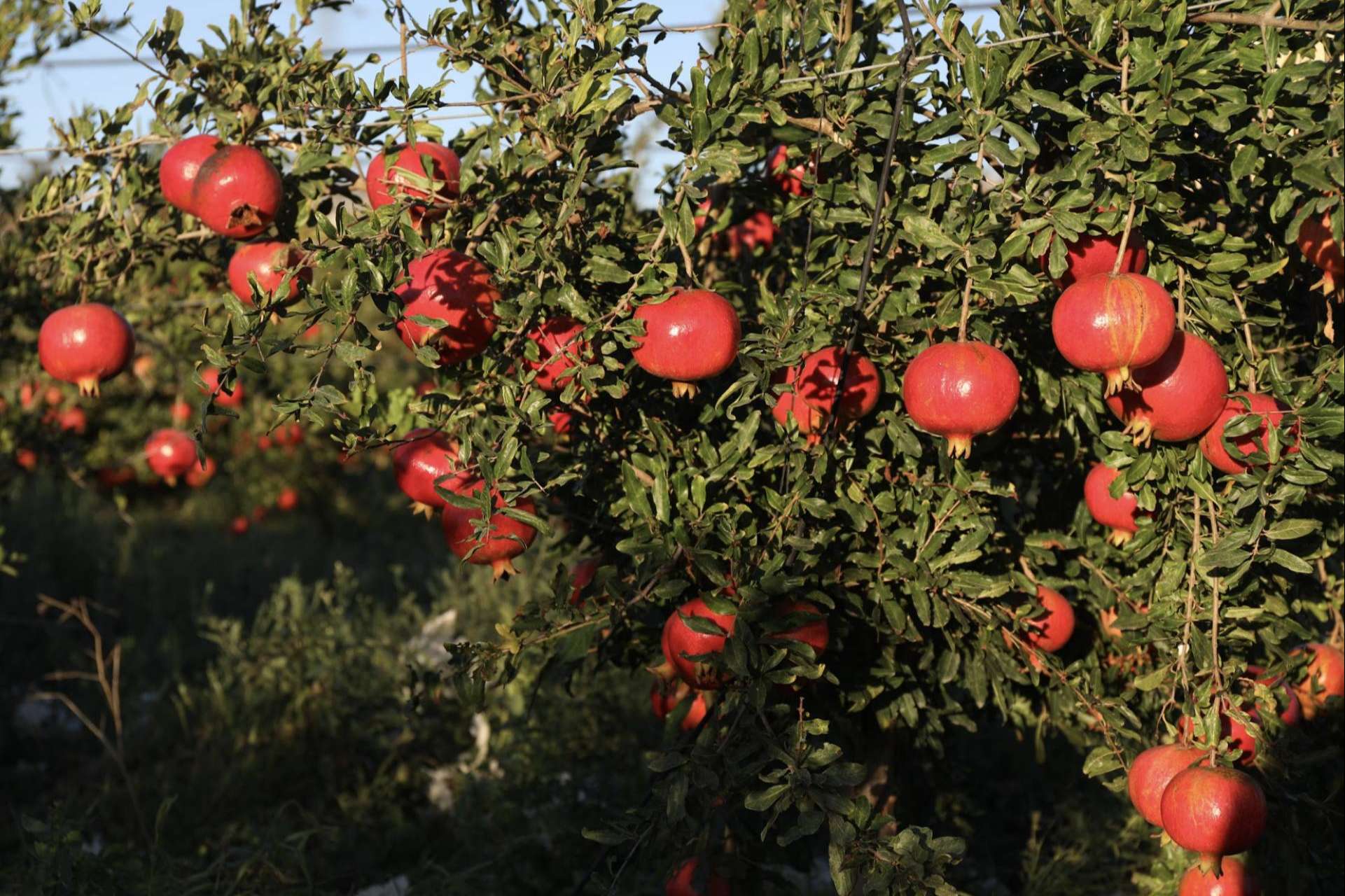 Granadas ecológicas y biodinámicas online, con Granalma