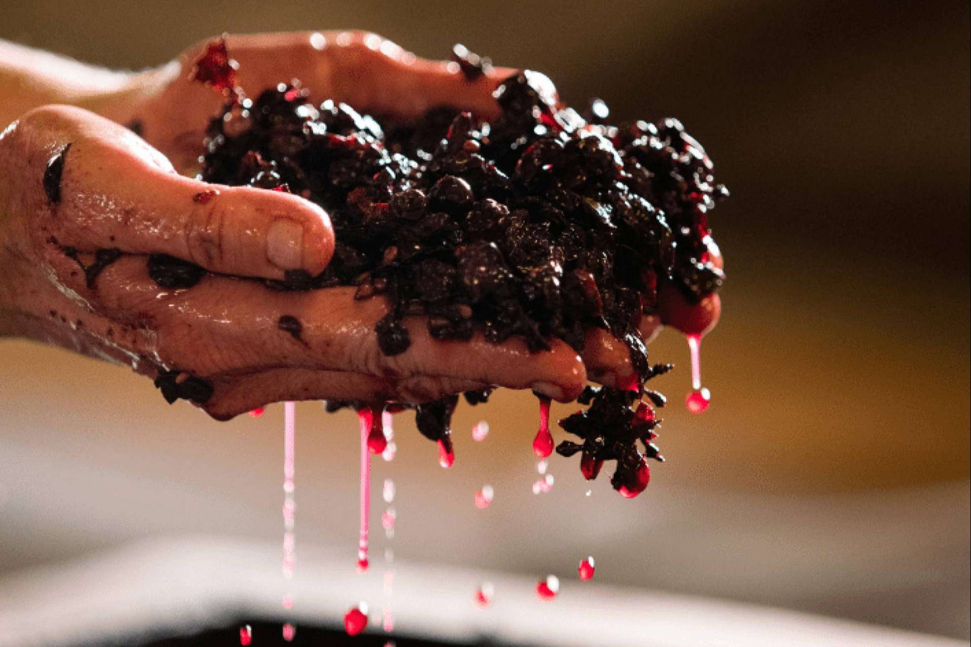 Las bodegas, donde el vino nace
