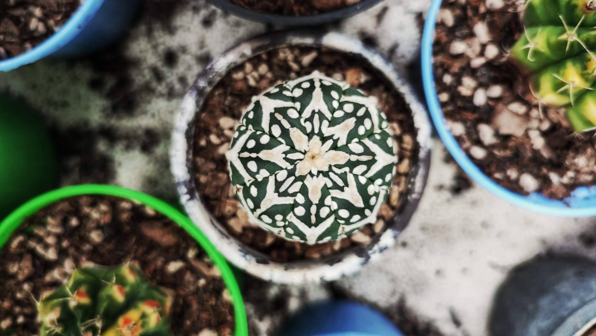 Descubrir la tendencia de las miniplantas y recibir una de regalo con la primera compra en Miniplanta