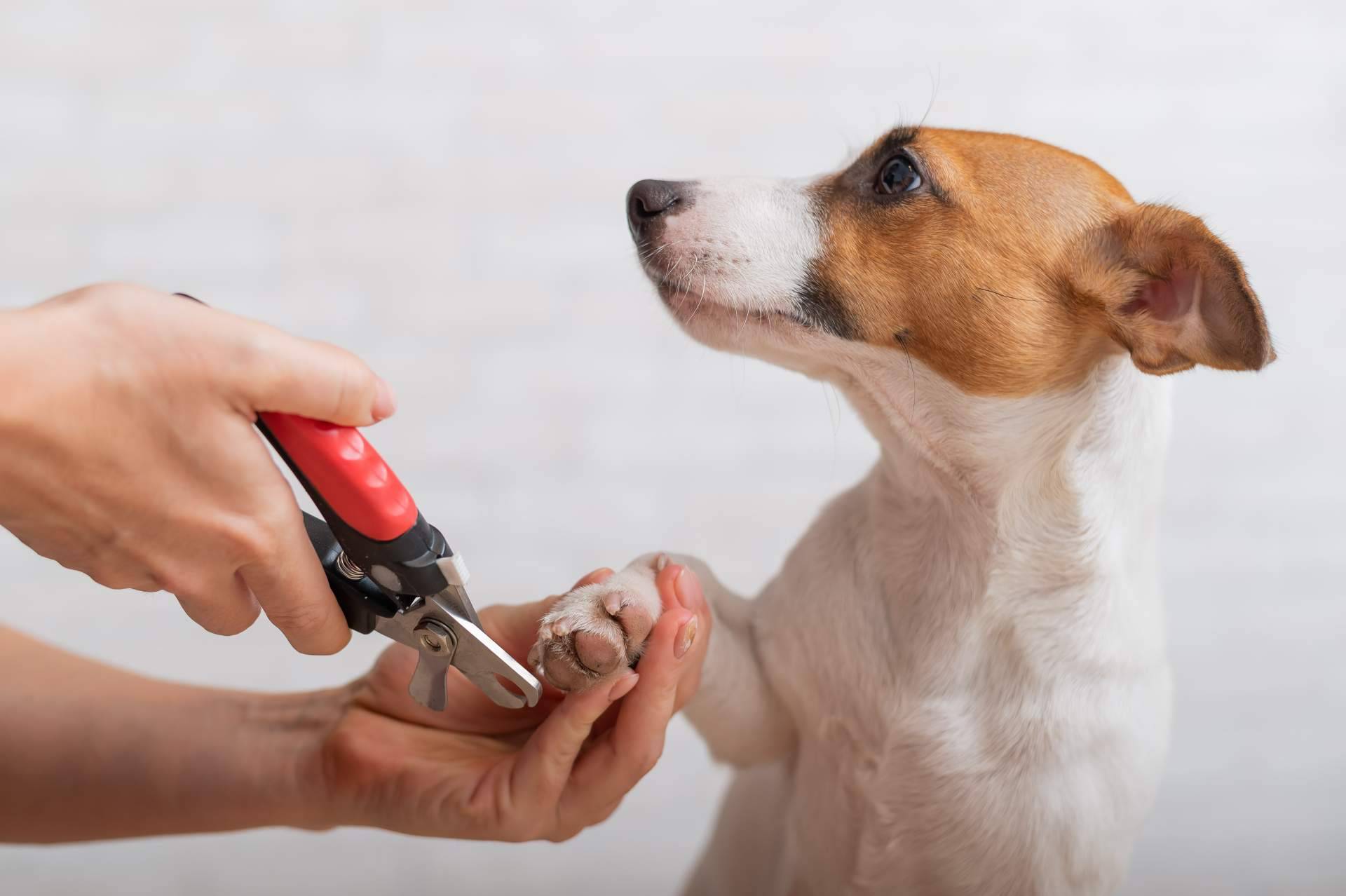 Los servicios de peluquería canina y felina que Narval Mascotas ofrece en Leganés