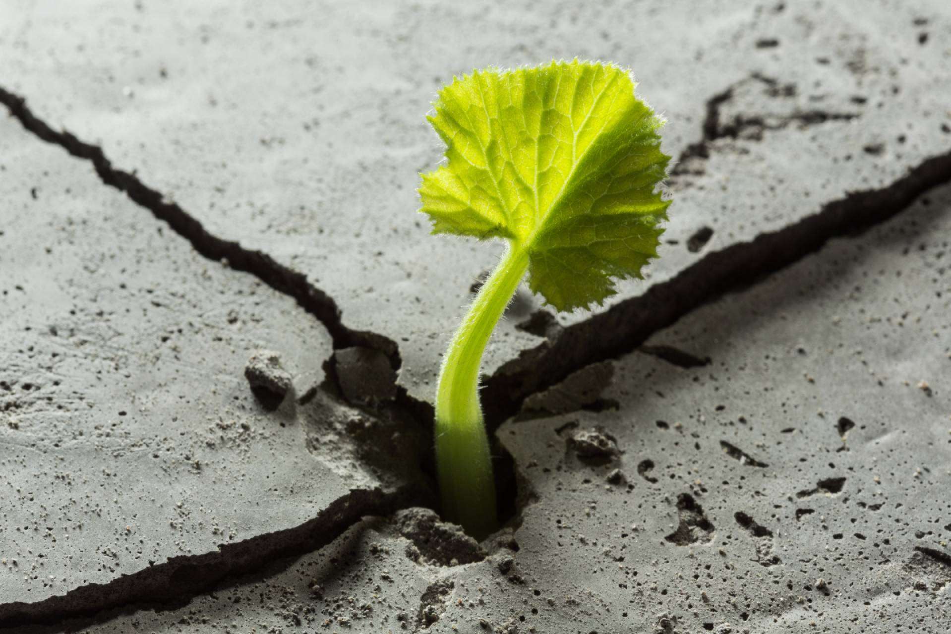 ¿Qué es la resiliencia?, por Sentirme Mejor