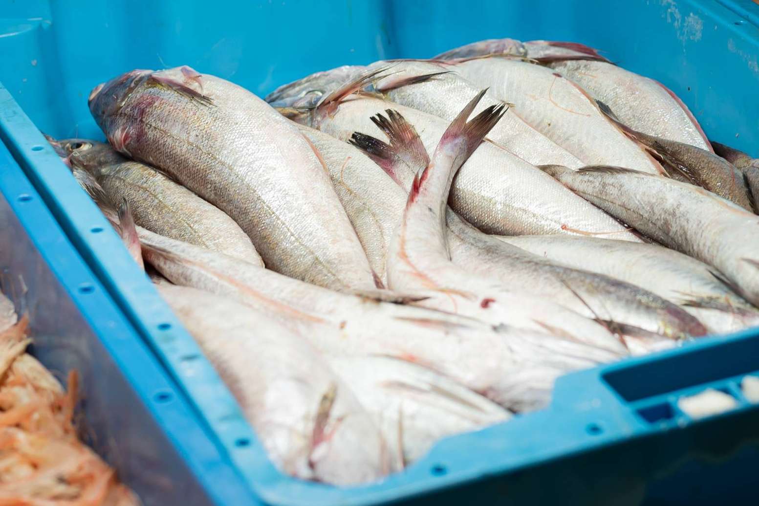 Lonja de Ayamonte, venta de pescado y marisco fresco a toda España