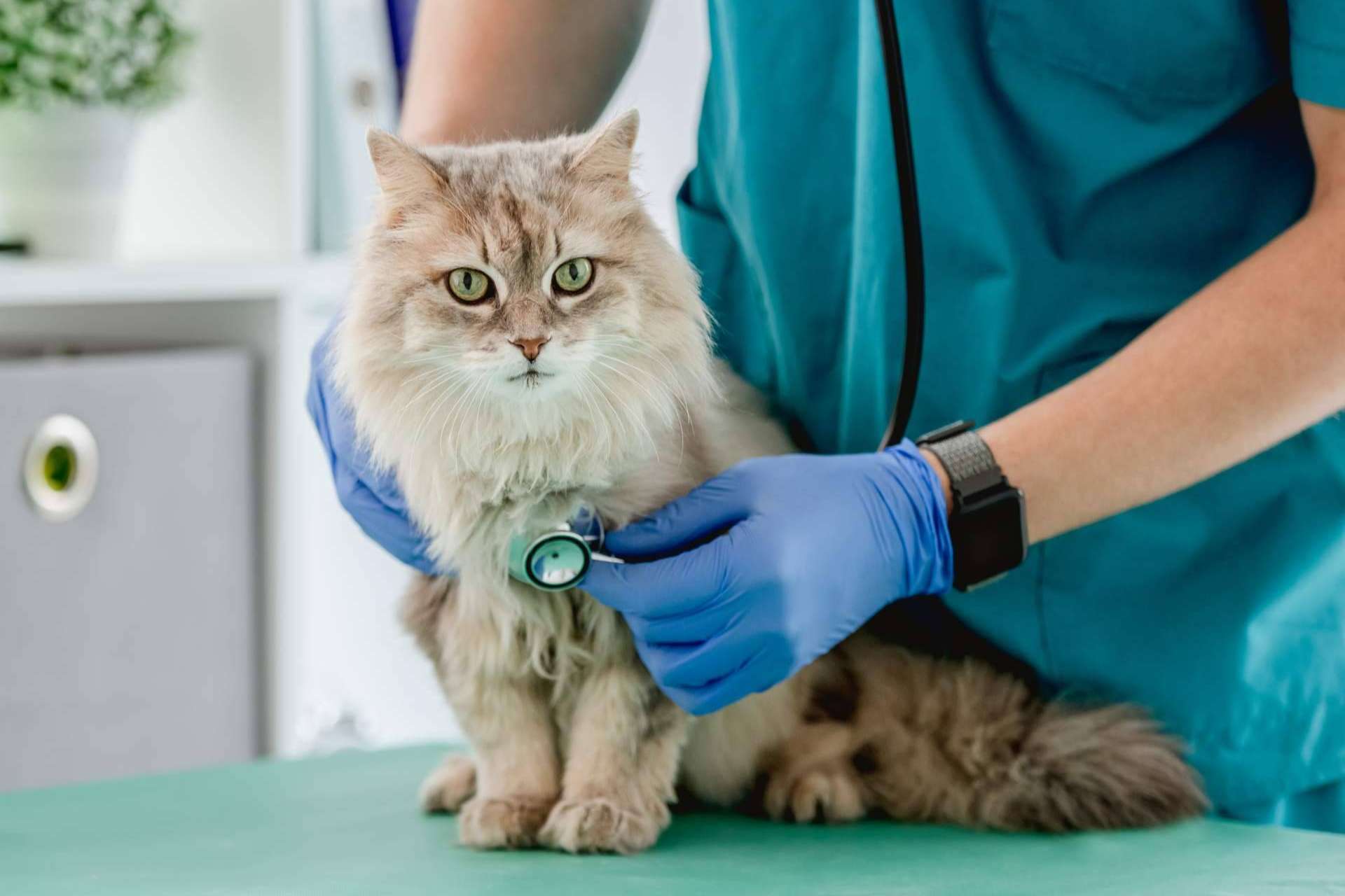 Salud y bienestar animal de la mano de Clínica Veterinaria Leganés Norte
