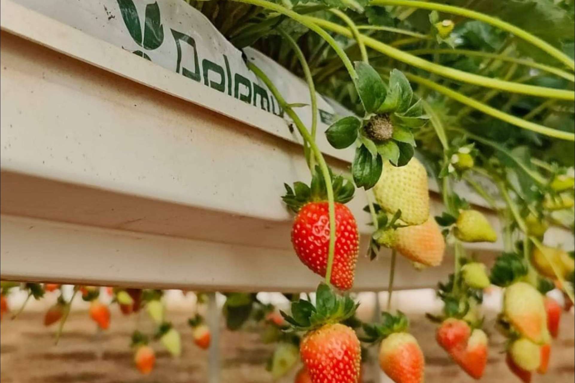 Pelemix, una empresa dedicada a la producción y comercialización de sustratos de coco de calidad para la agricultura