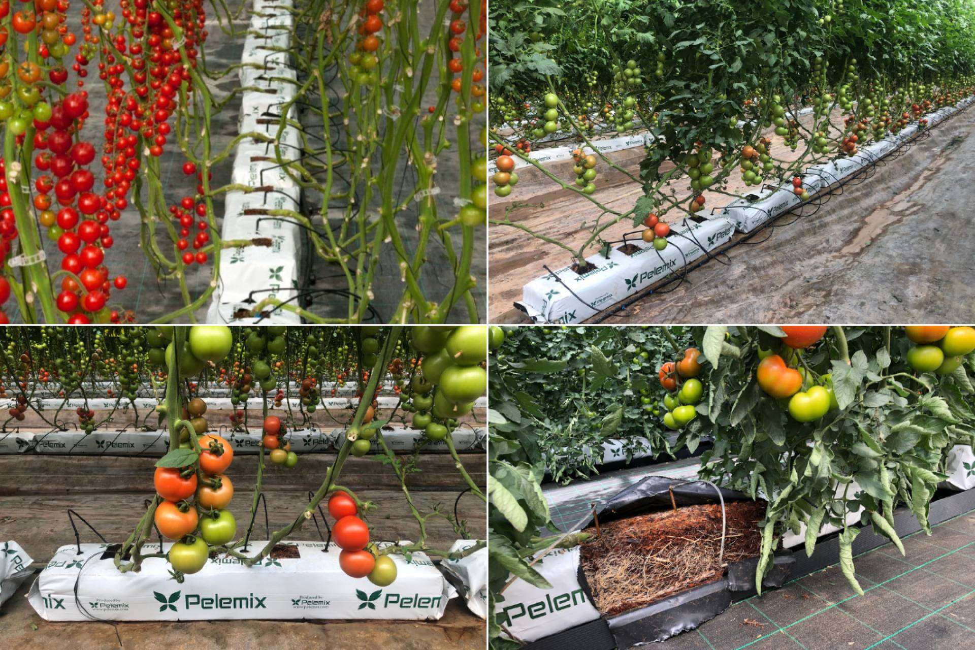 La solución definitiva de Pelemix para los productores comerciales de tomates