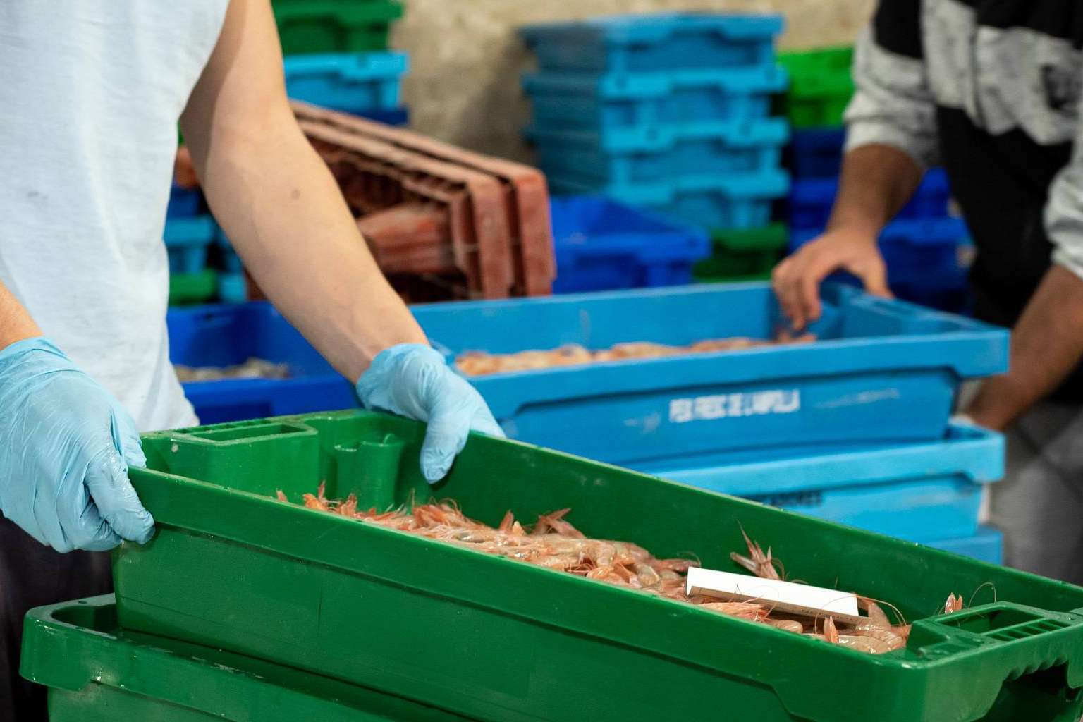 Entrega de mariscos o pescado fresco en menos de 24 horas con los expertos de Lonja de Ayamonte