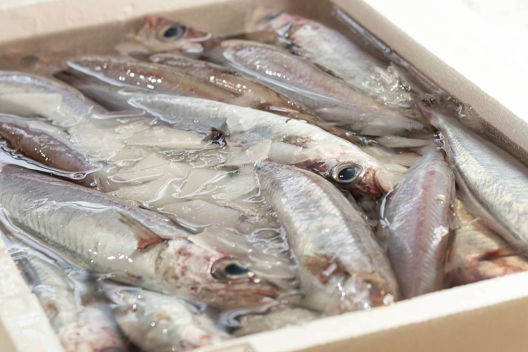 Frescura y calidad en venta de pescados y mariscos online con Lonja de Ayamonte