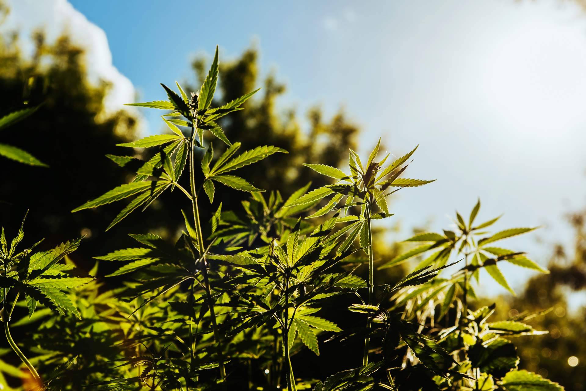 South Hemp y el desarrollo de nano-bio-aditivos de última generación