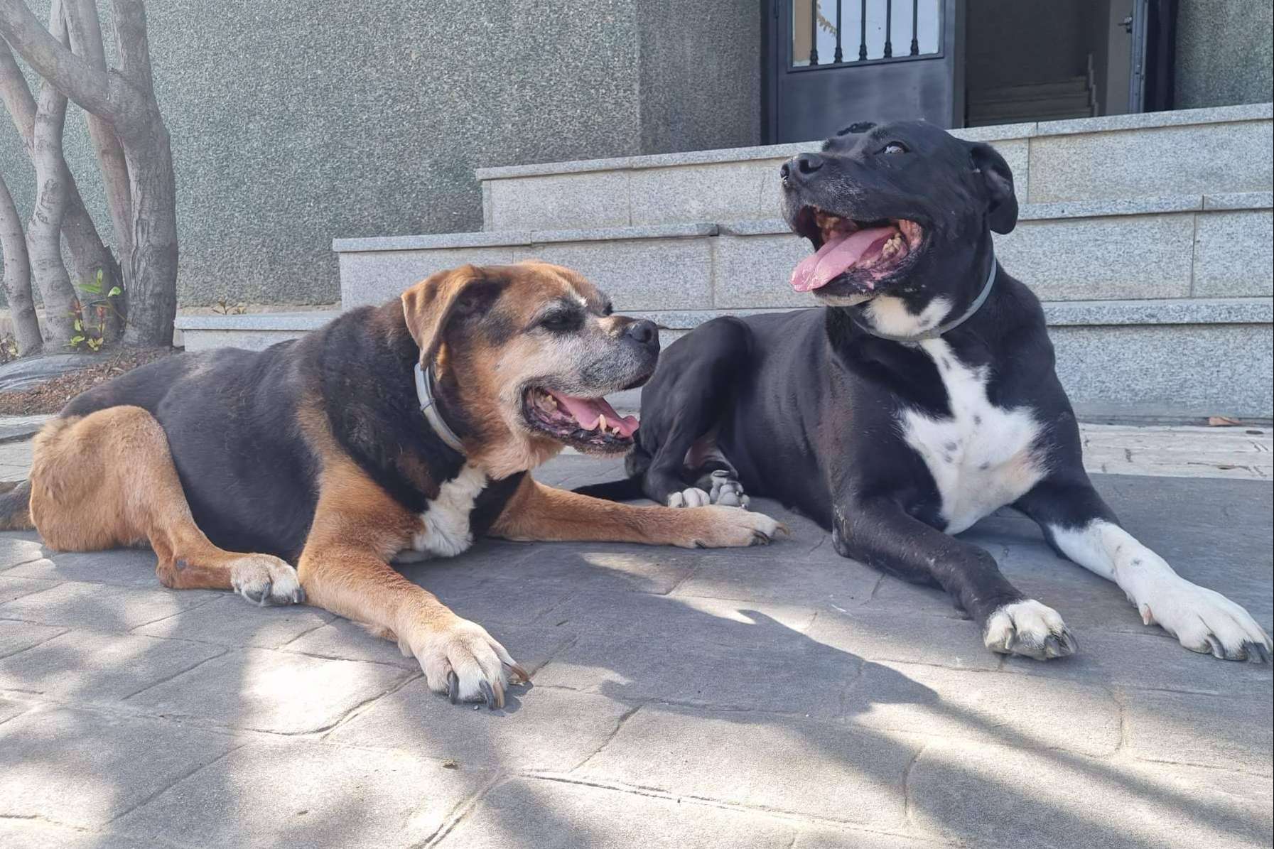 Amazdog, la app para las mascotas