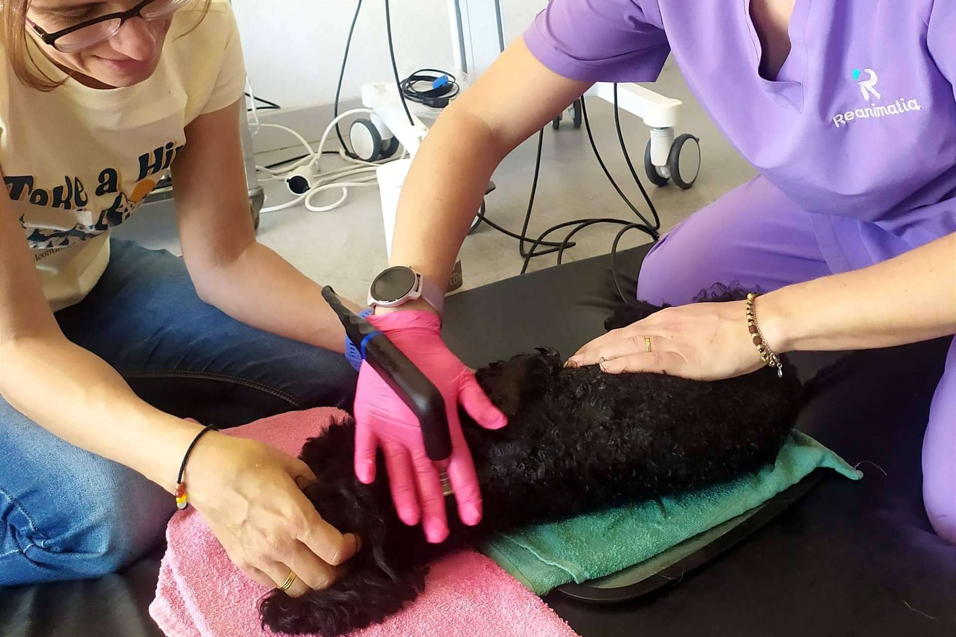 Los beneficios de la radiofrecuencia INDIBA en el mundo veterinario, por Reanimalia