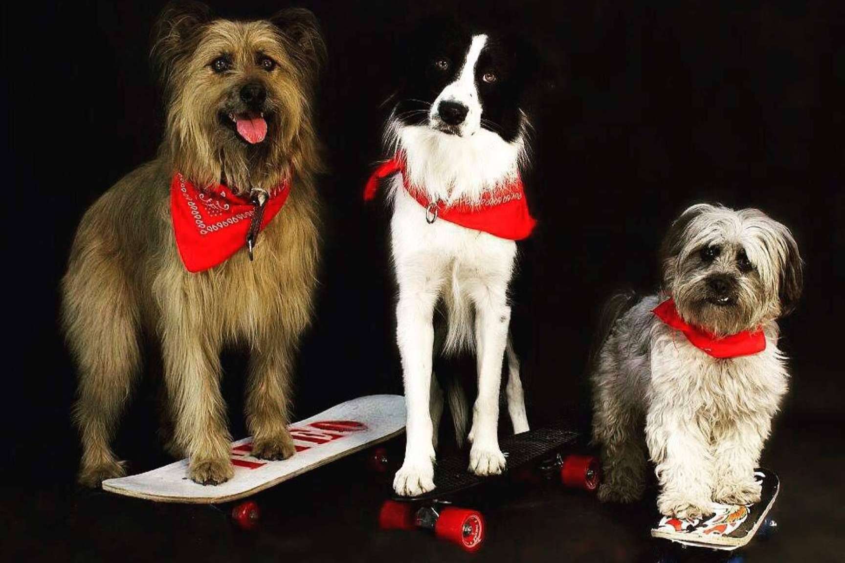 Amazdog, la plataforma de asociaciones por el rescate animal