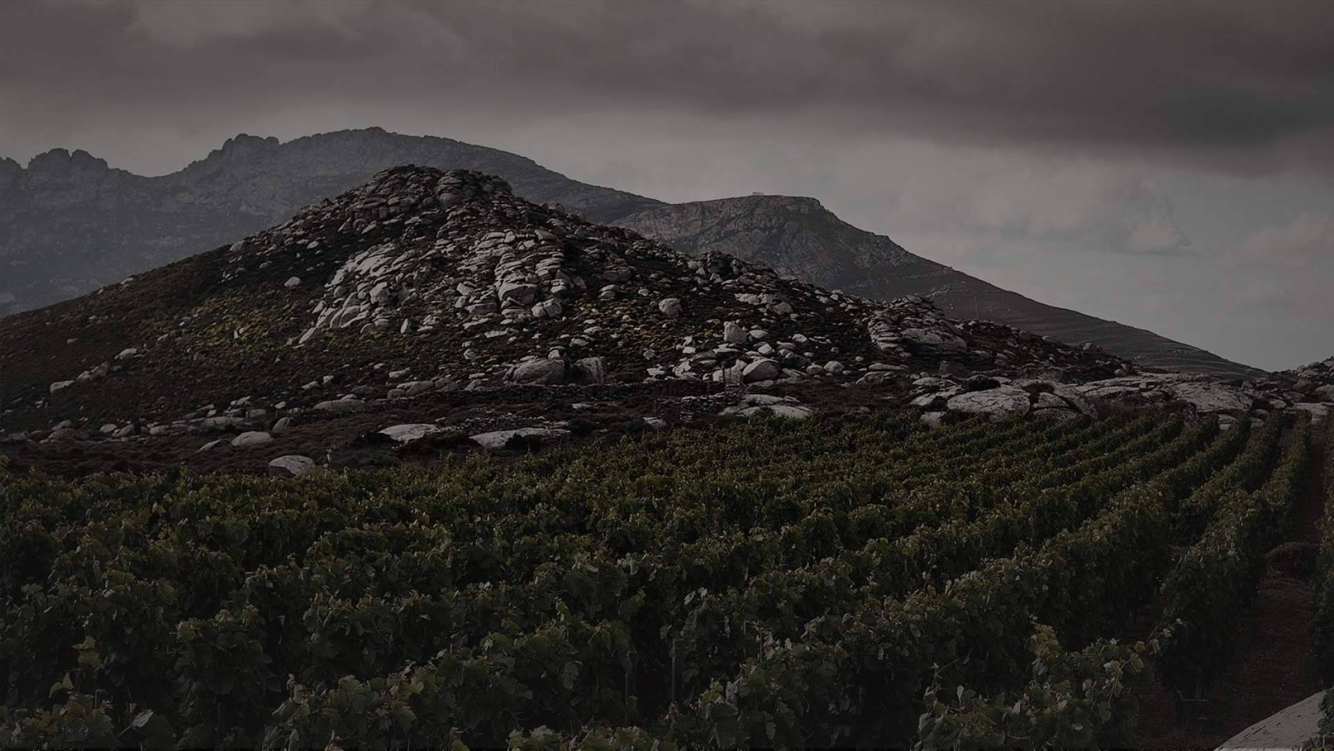 Privios, una marca vitivinícola exclusiva en la producción de vinos blancos y tintos